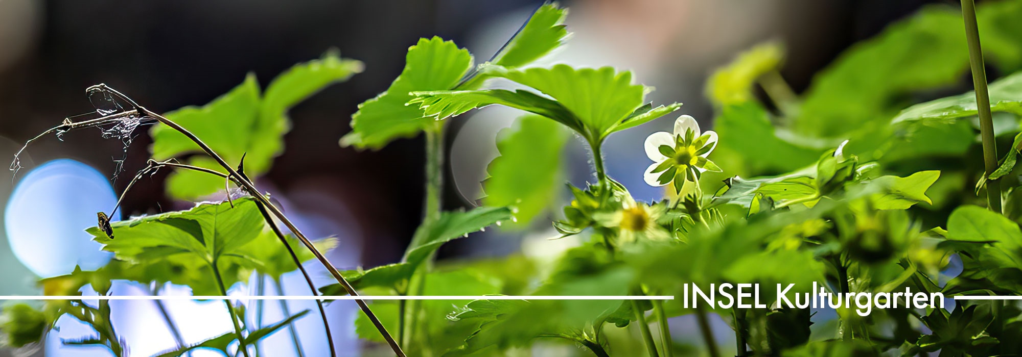 INSEL Kulturgarten 2026 / Bleibefreiheit